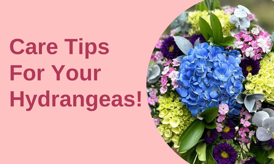 Flower Care Tips: Hydrangeas!