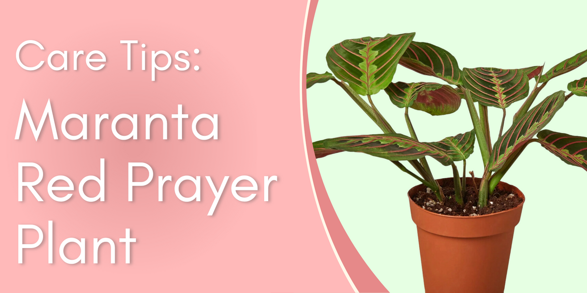 Maranta Red Prayer Plant Care Tips! written by ReVased