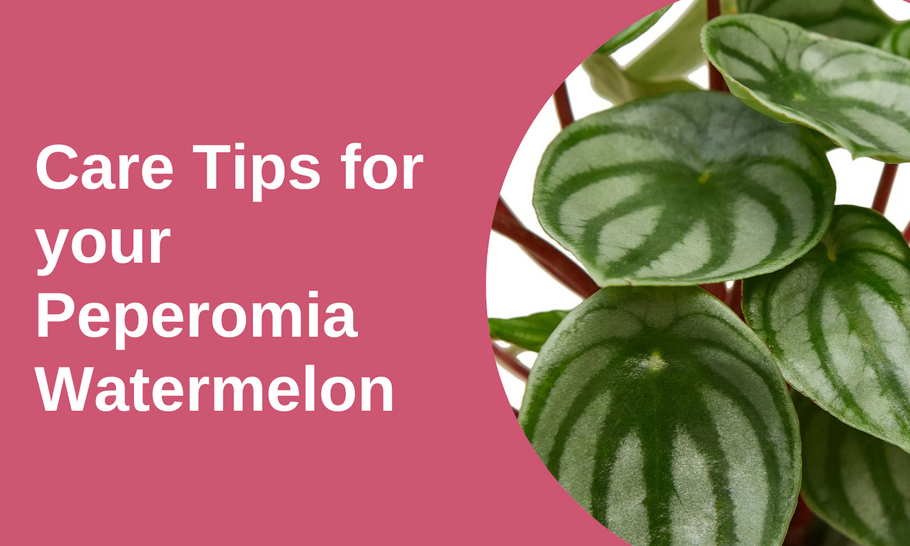 Plant Care Tips: Peperomia Watermelon