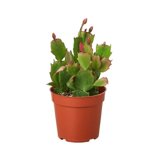 Christmas Cactus