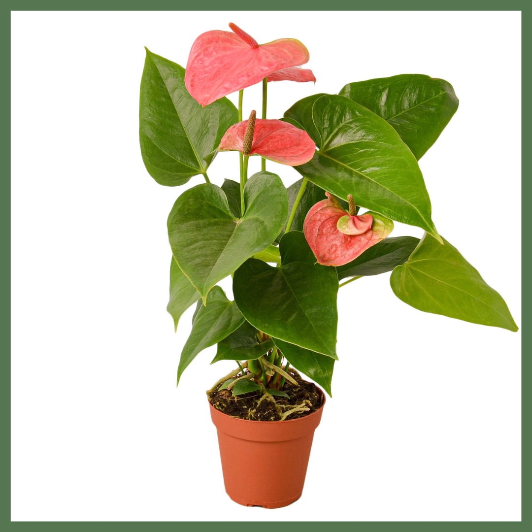 Anthurium 'Pink'