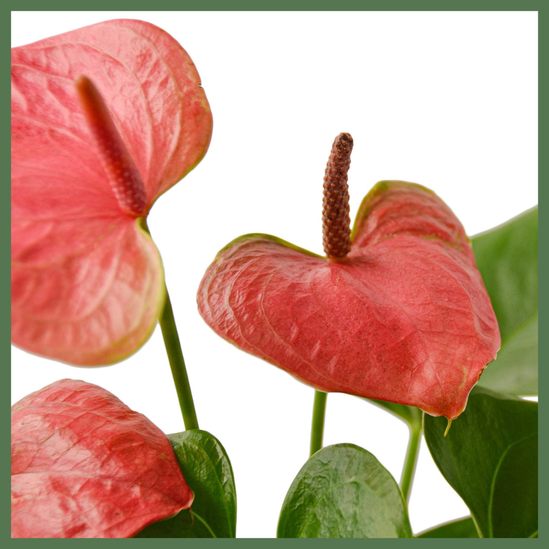 Anthurium 'Pink'