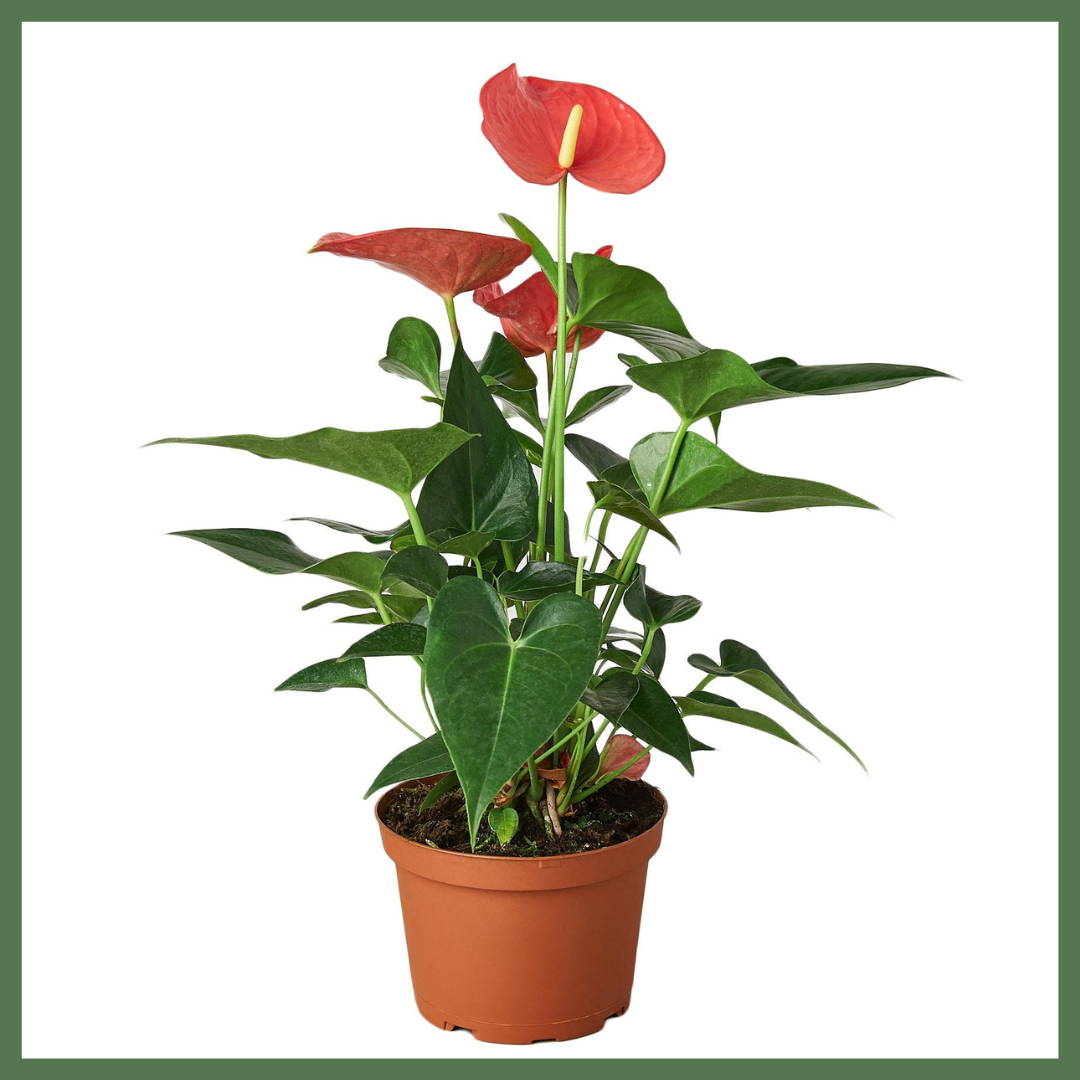 Anthurium 'Pink'