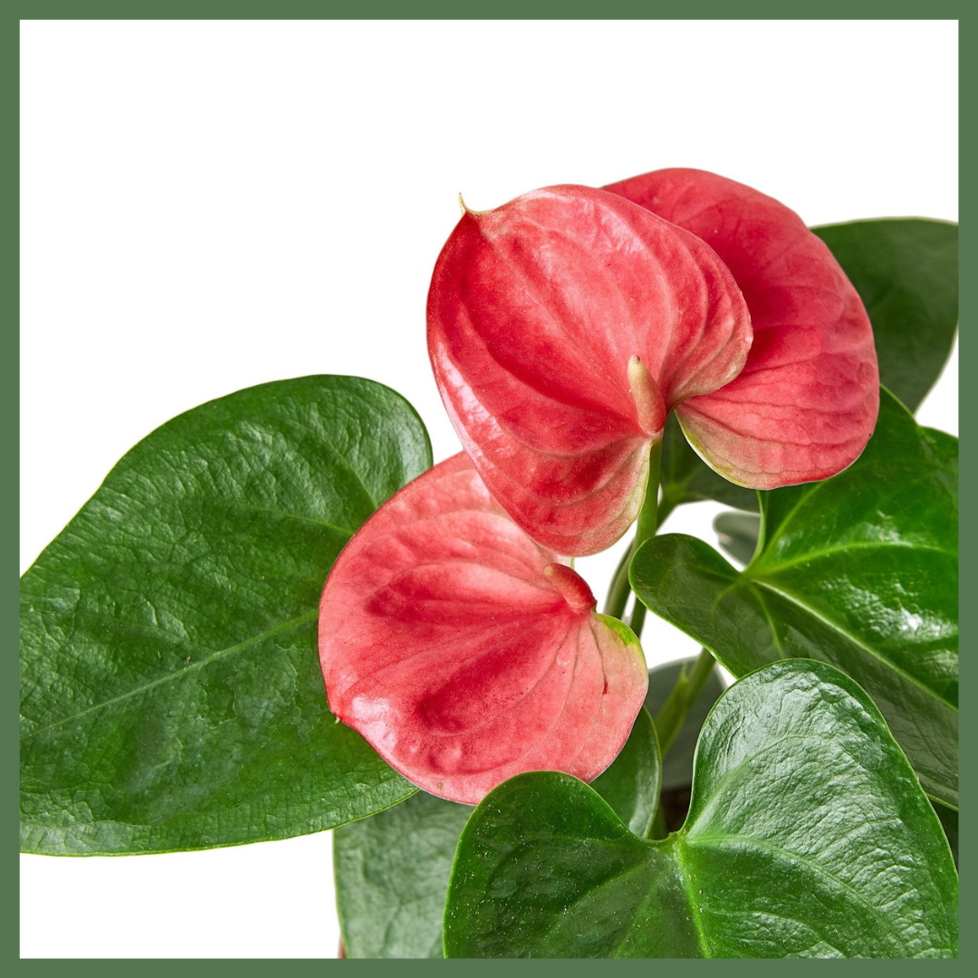 Anthurium 'Pink'