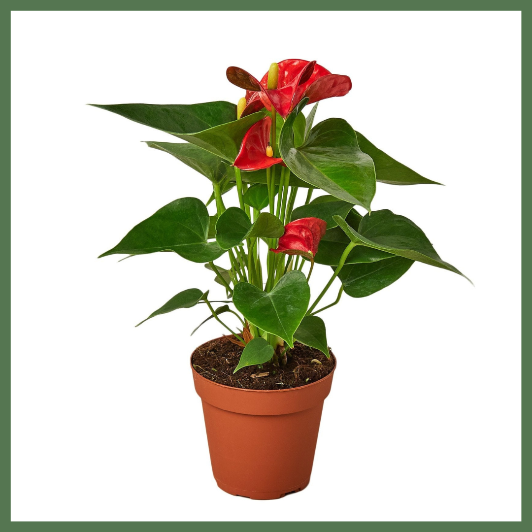 Anthurium 'Red'