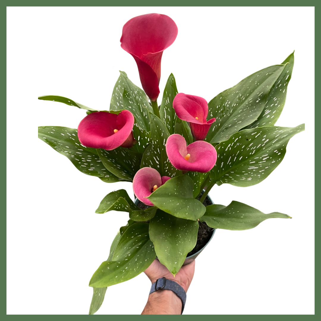 Calla Lily Plant