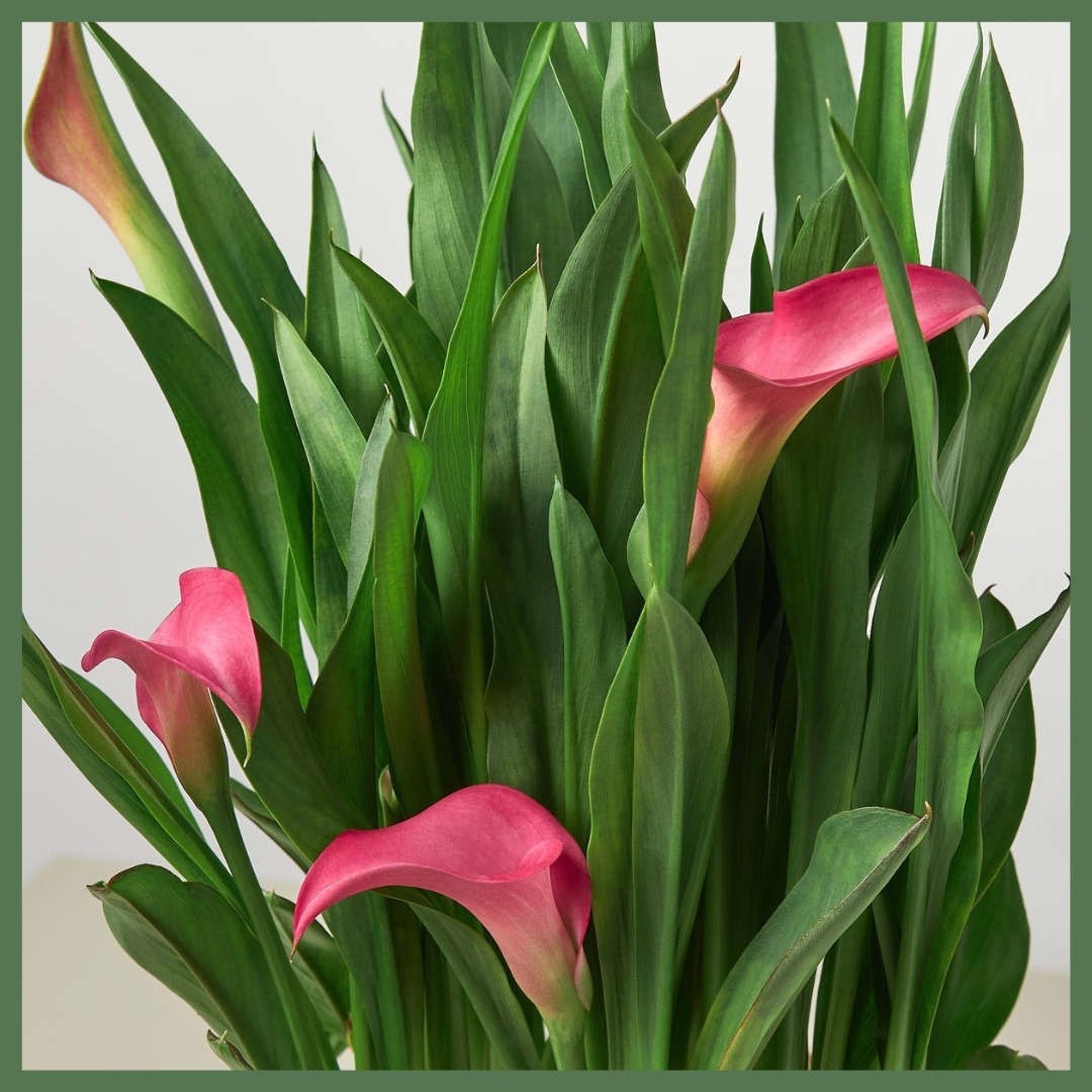 Calla Lily Plant