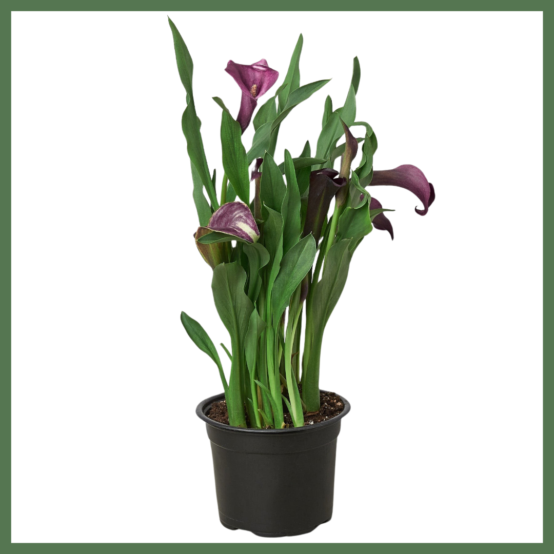 Calla Lily Plant