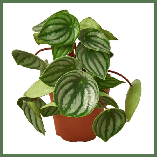 Peperomia Watermelon