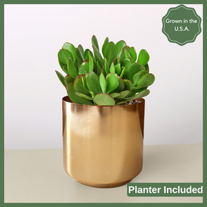 The Crassula Jade is a succulent, and its charm lies not only in its stunning appearance but also in its adaptability and low-maintenance nature. 