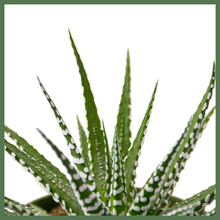 Load image into Gallery viewer, The Striped Beauty Succulent, also known as a Zebra Plant or Haworthia fasciata, is a delicate and beautiful succulent houseplant. The Striped Beauty is a low maintenance plant, and looks great alone or as a companion to other plants in your home or office! The Striped Beauty is known as a Zebra Plant for a reason - its green leaves have small, clustered white bumps on them, making it look just like a zebra.
