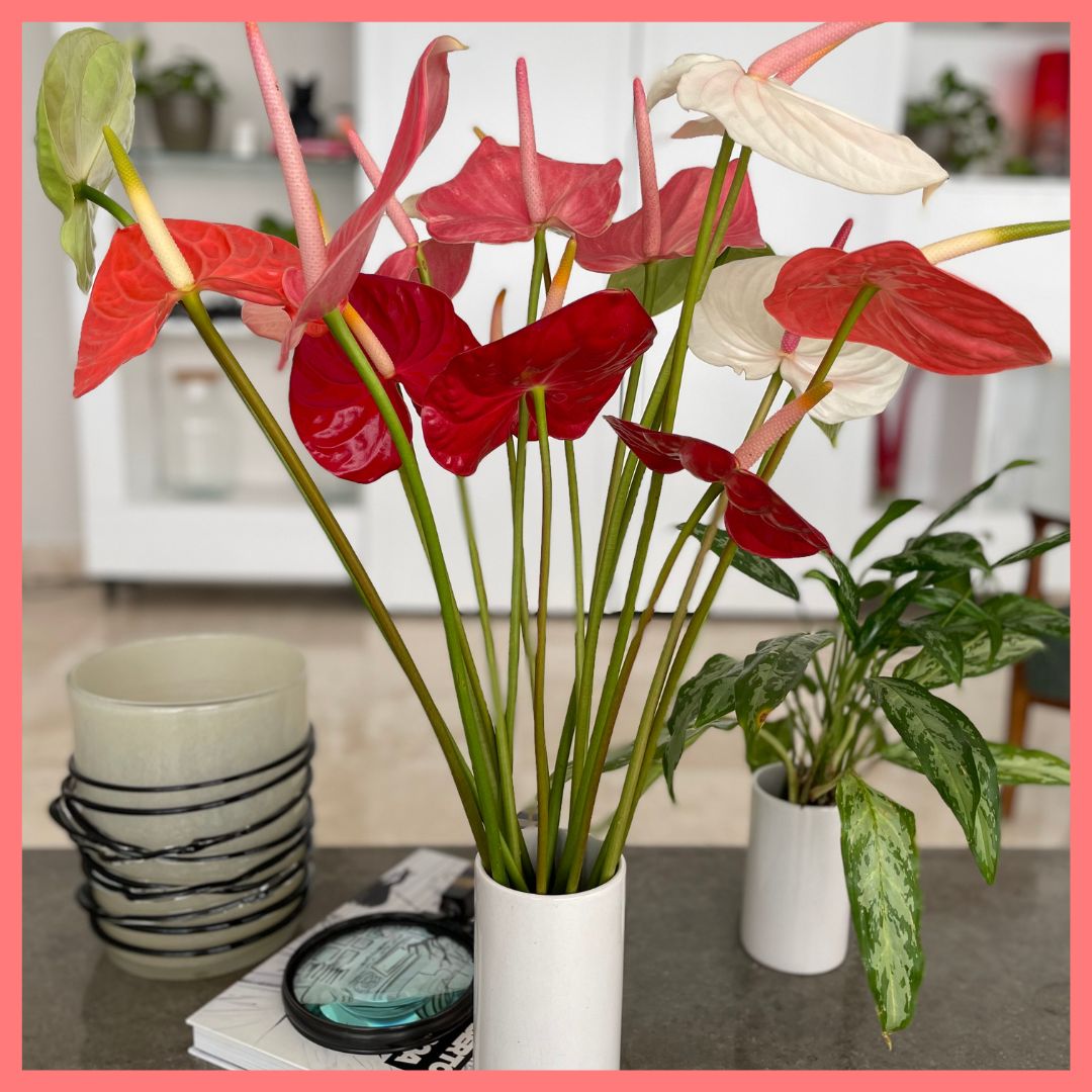 Anthurium Mix