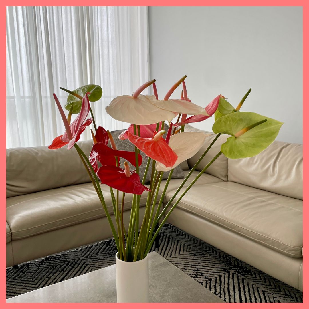 Anthurium Mix