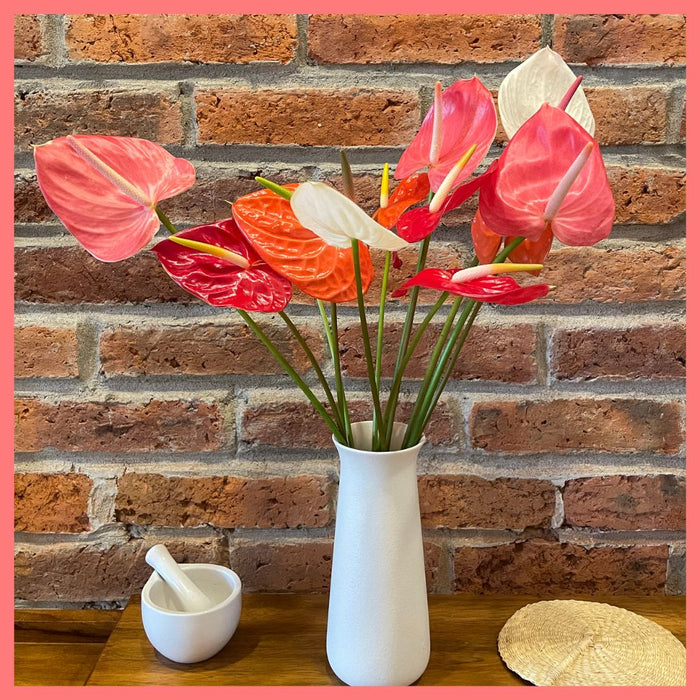 Anthurium Mix