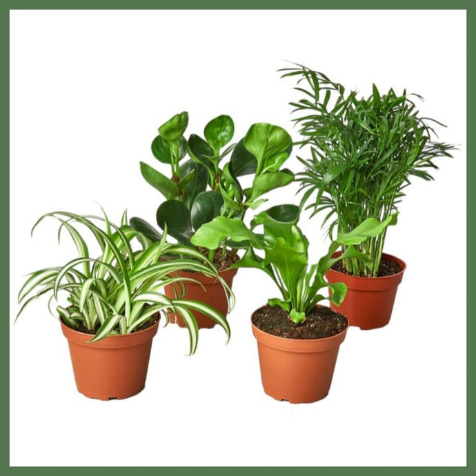 Plant Variety Bundle (Pet-Friendly)