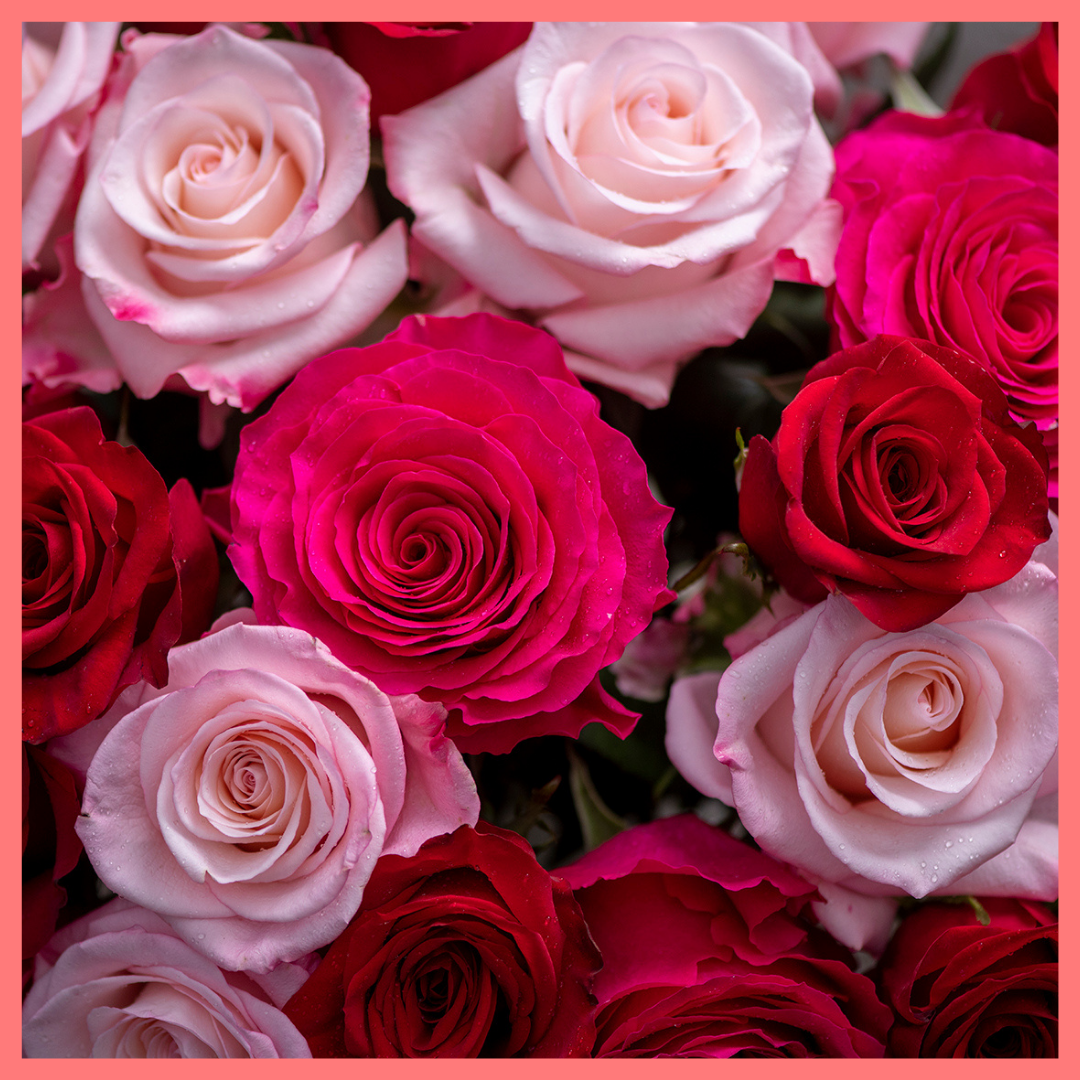 The Roses on Roses on Roses Valentine's Day rose bouquet includes 24 stems of roses. Please note that as flowers are a live product, colors and varieties may slightly vary from the photos shown to provide you with the freshest and most beautiful bouquet.