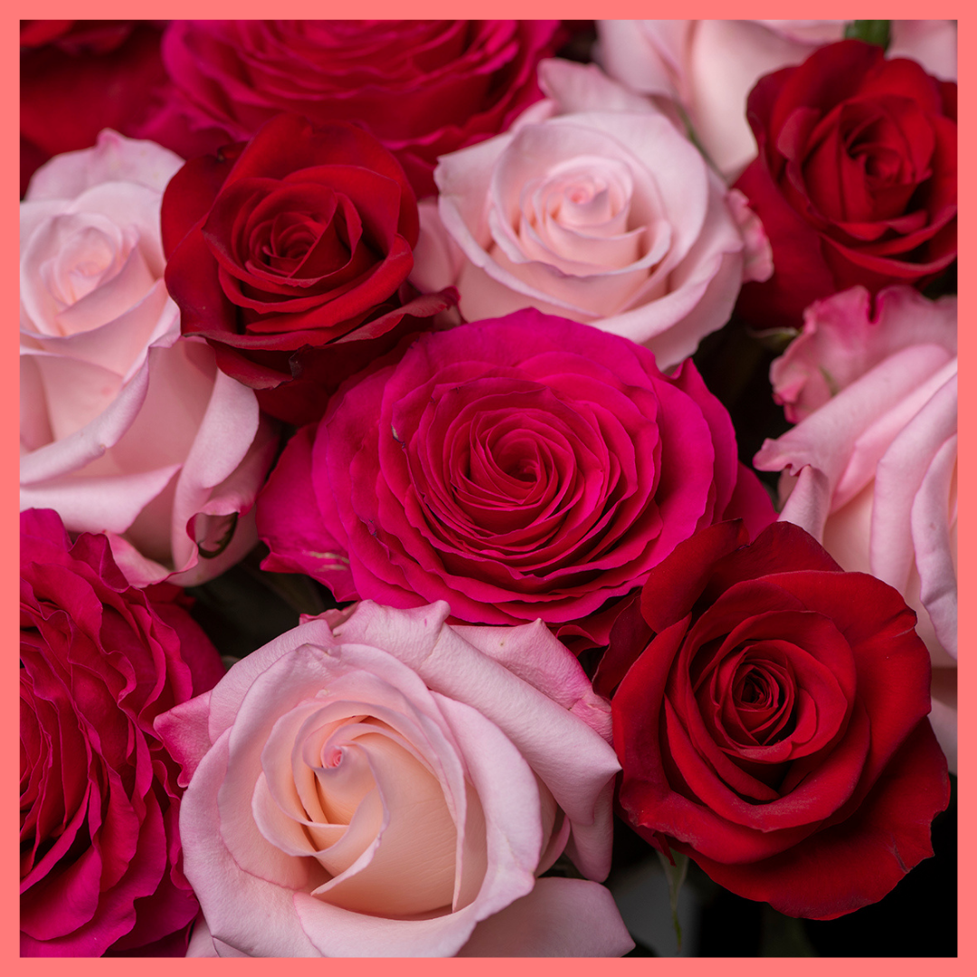 The Roses on Roses on Roses Valentine's Day rose bouquet includes 24 stems of roses. Please note that as flowers are a live product, colors and varieties may slightly vary from the photos shown to provide you with the freshest and most beautiful bouquet.